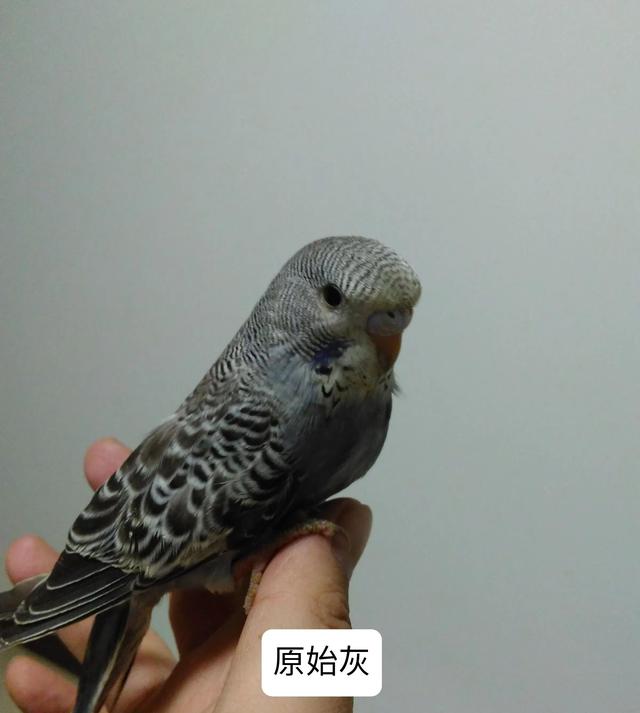 黄绿鱼鳞鹦鹉