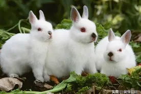 老话说：“家中现三喜，好事就临门”，看看所说是哪三种小动物？图片