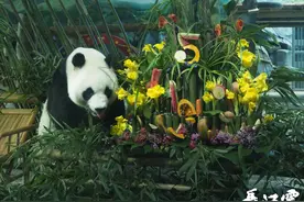 直击武汉动物园生日会！大熊猫“春俏”5岁啦图片