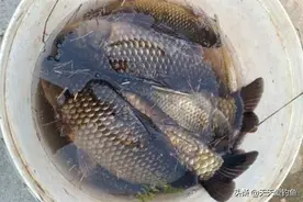 野钓狠招数：蚯蚓不但可以做饵，这样打窝效果更强，通杀鲫颡鲶图片