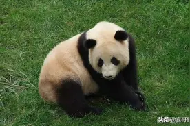 绵阳平武县有哪些值得游玩的景点？自驾游路线怎么走？图片