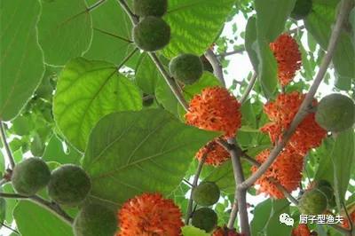 构树叶，在养殖中的利用，如何变废为宝