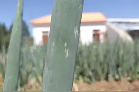 大葱叶片上有白斑？这是葱蓟马危害，有效防治不能光靠打药图片