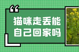 走丢的猫，会自己找到家吗？图片