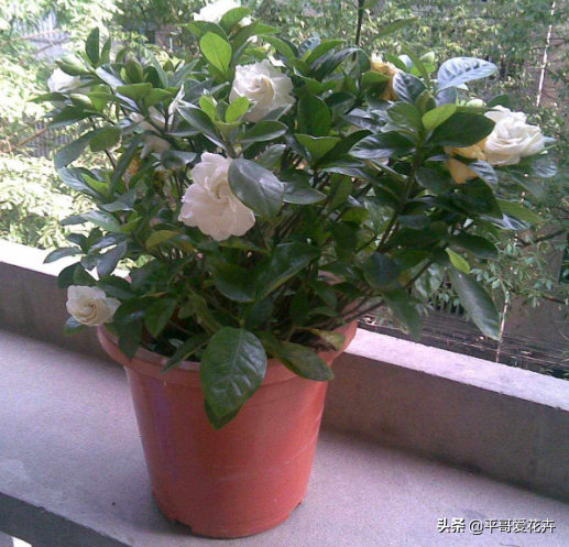 栀子花掉蕾、叶片发黄咋回事？学会这“3点”细节，轻松开花爆盆