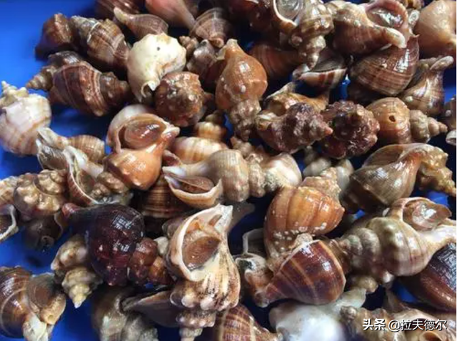 15种常见的贝壳类海鲜，你见过几种？绝大多数人只见过2~3种