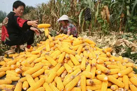 怎样辨别玉米成熟？晚收真的能增产吗？5句农谚可了解详情图片