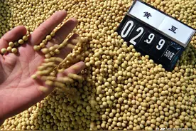 中美大豆差价2000元，中国要大量采购美国大豆、玉米和猪肉？图片