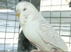 黄绿鱼鳞鹦鹉