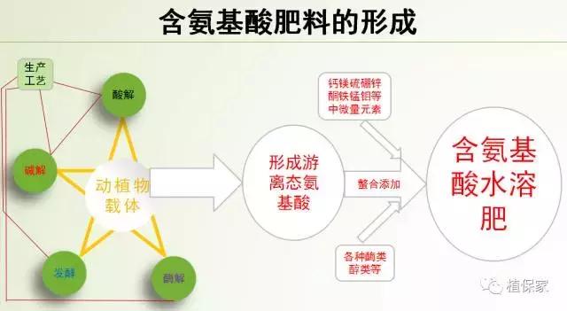 你所不知道的氨基酸