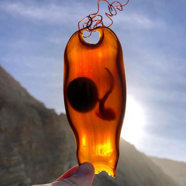 鲨鱼卵 鲨鱼卵螺旋状_品学知识网