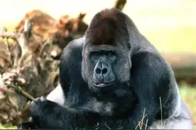 美国科学家把亲儿子和猩猩养在一起，9个月后突然中止，发现了啥图片