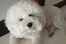 比熊犬“生命结束”前的表现，你注意到了吗？图片