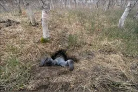 小伙野外发现怪异洞穴，好奇钻进七八米，眼前景象却让其无法动弹图片