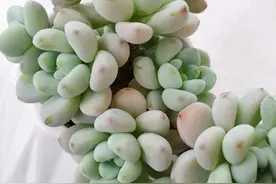 多肉“萌宠”劳尔，做我的“香妃”好不好？图片