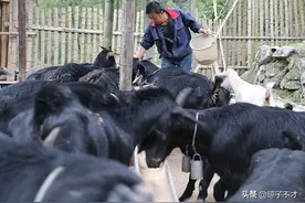 回农村创业养羊，怎样规划养羊场的规模、羊舍的建设图片