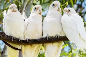 当国人还在羡慕别人家的鹦鹉时，澳大利亚街头已经泛滥成灾视频封面