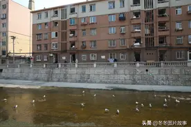 海鸥成大连市沿河巷常客图片