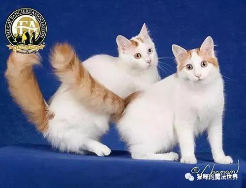 土耳其安卡拉猫 土耳其安哥拉猫和狮子猫的区别(图8) 土耳其安卡拉猫 土耳其安哥拉猫和狮子猫的区别(图8)