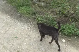 广西：村里唯一虎斑犬，小伙想买大娘不卖：看家好，多少都不卖图片