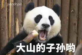 夺笋呐？不怕，我是熊猫我笋多图片