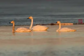 「发现大同·飞鸟翔集」桑干河的天鹅有故事：今年，“二白”会回来吗？图片