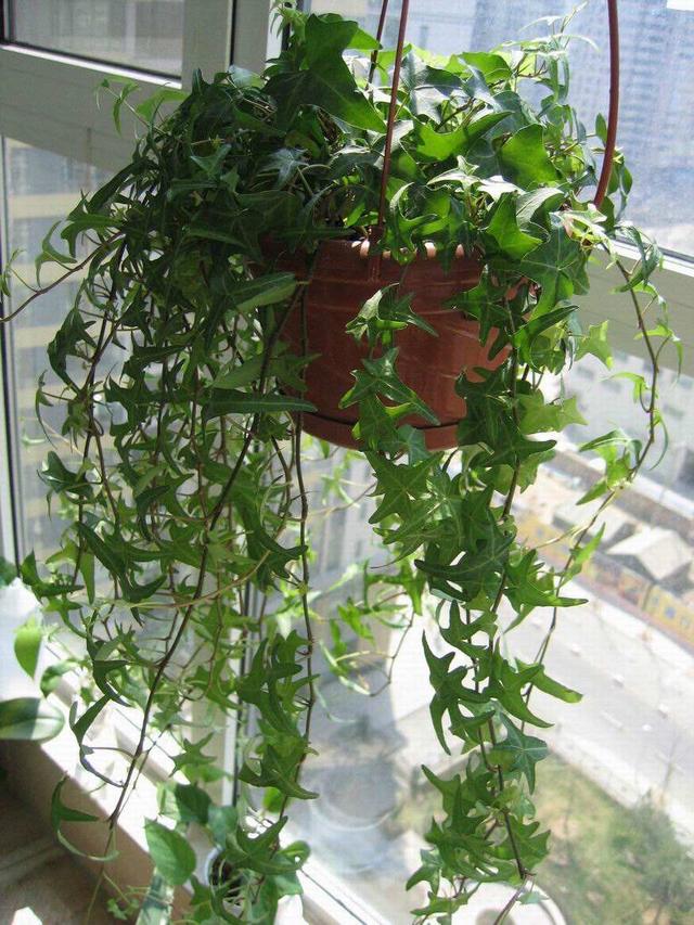 北面小阳台种植花卉(适合北面种植的花卉)-措必培