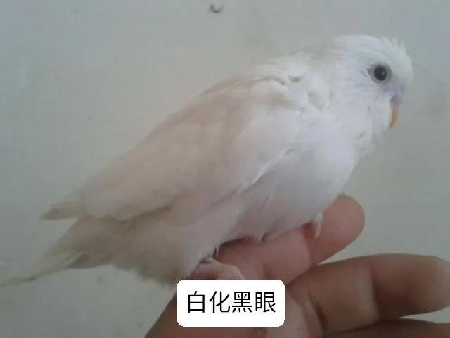 黄绿鱼鳞鹦鹉