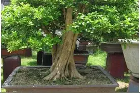 九里香的养殖图片