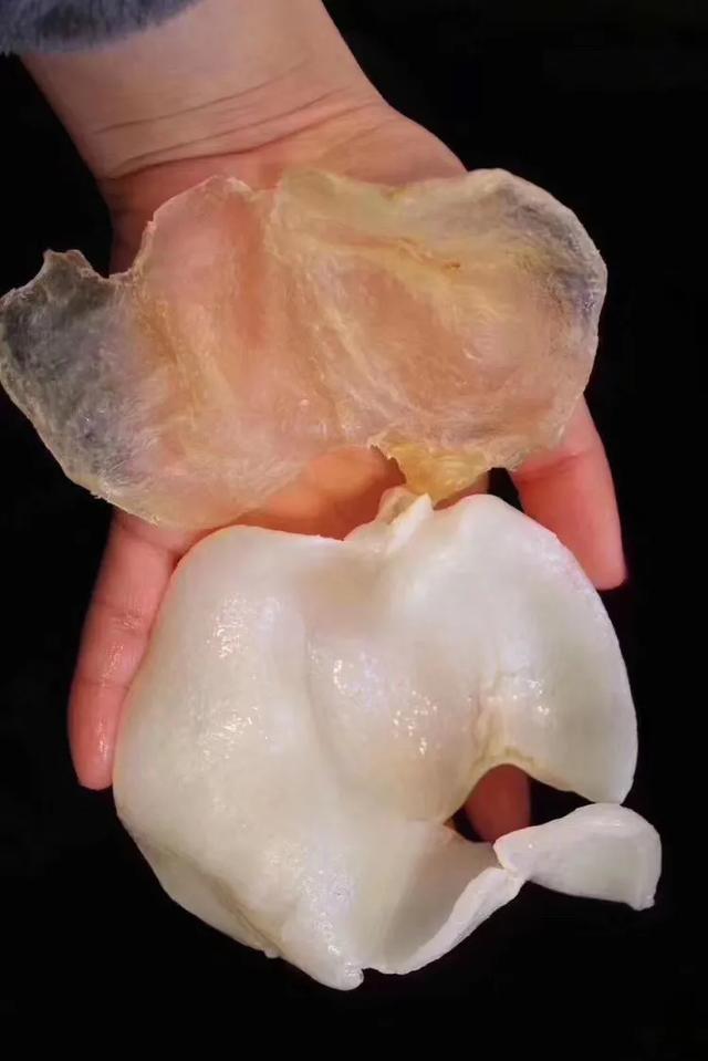 蝴蝶胶与花胶筒 蝴蝶胶与花胶筒哪个好
