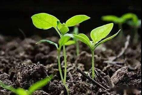 作物生命活动的基本物质——氨基酸