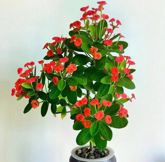 什么花出胶 2025年请问什么花