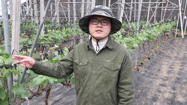 葡萄剪枝的方法有哪些？修剪时有哪些注意事项？