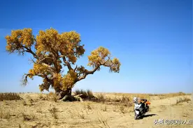 桀骜不驯，酷暑寒风，千年屹立不倒-----胡杨图片