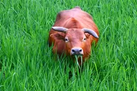 俗语：“老牛吃嫩草，吃鸡要趁早”，到底是什么意思？图片