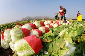 市场卖的“甲醛白菜”如何分辨？老菜农：学会这3招，一看便知道图片