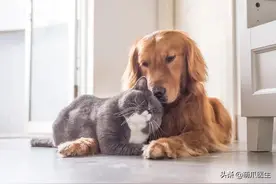 猫把自己舔秃了！是不是嘲笑我秃顶啊？图片