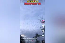 四川德阳惊现大量蝙蝠！为何成群出现？能打吗？人类遇到该咋办图片