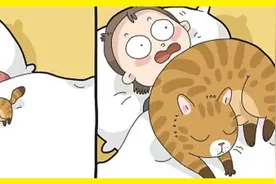 一组有趣的图片告诉你：这就是养猫以后的生活图片