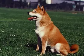 古代奇案：黄狗缉凶图片