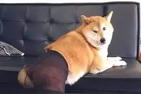 当你养了一条狗子后你会发现你的生活变乐趣了图片