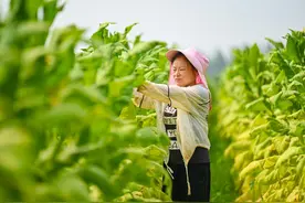 河南一农村女子靠种烟叶带领全家脱贫，2019年人均纯收入达3万多元图片