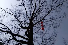 三个农村漂亮女孩，嫁给了比她们年龄大很多的有钱男人图片