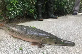 珠海一鱼塘被人放进一条“吃鱼怪”，被捞起时已长到一米长图片