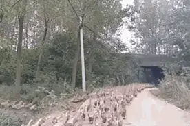 两栖的鸭子，走地的鸡！期待一群中国好鸭扫蝗大获全胜图片