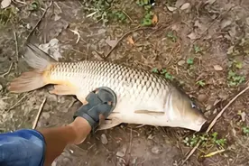 为何锚鱼屡禁不止？看看网友的三种看法，或许找到原因图片