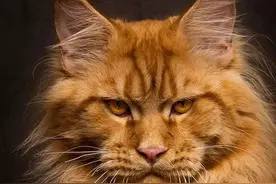 独孤求败，世间无我，焉得有敌图片