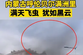 满洲里惊现漫天飞虫，黑压压一片，对人类有什么影响吗？图片