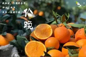 伦晚、血橙、金煌芒、贵妃芒等，近期最火的几种水果大盘点图片