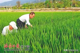 一声“稻别”！追记袁隆平与海南50余年的不解情缘图片